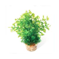 Растение для аквариума Zolux В КАМНЯХ 20 см. 833771