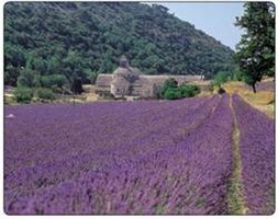  Natural Collection, LAVENDER FIELDS, .  Brite, 3  (Fellowes, )