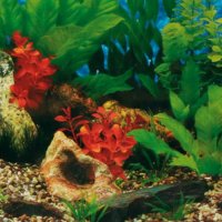 Фон для аквариума Karlie BACKROUNDS (фон-пленка) растениярастения, цена 10 см