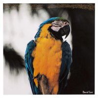 Декобокс, Голубой попугай 30 х 30 см