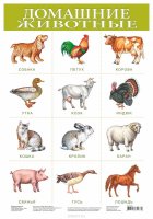 Дрофа-Медиа Обучающий плакат Домашние животные