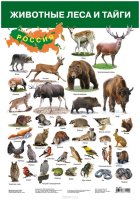 Дрофа-Медиа Обучающий плакат Животные леса и тайги