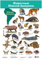 Дрофа-Медиа Обучающий плакат Животные Южной Америки