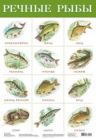 Дрофа-Медиа Обучающий плакат Речные рыбы