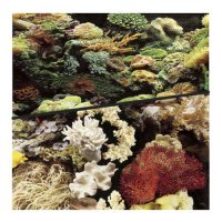 Фон для аквариума HAGEN двухсторонний рифовый/рифовый 45 см (цена за 10 см)