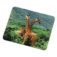    Giraffe, 180  220  3 , Hama [OpC]