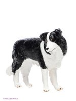 Border Collie/-