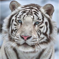 Фотообои бумажные " Бенгальский тигр " 139 х 139 c м