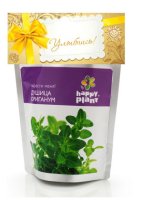 Растение Happy Plant hp-14 Душица ориганум